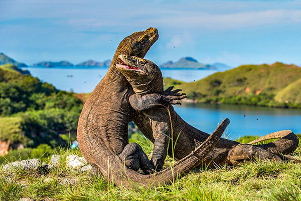 pulau-komodo